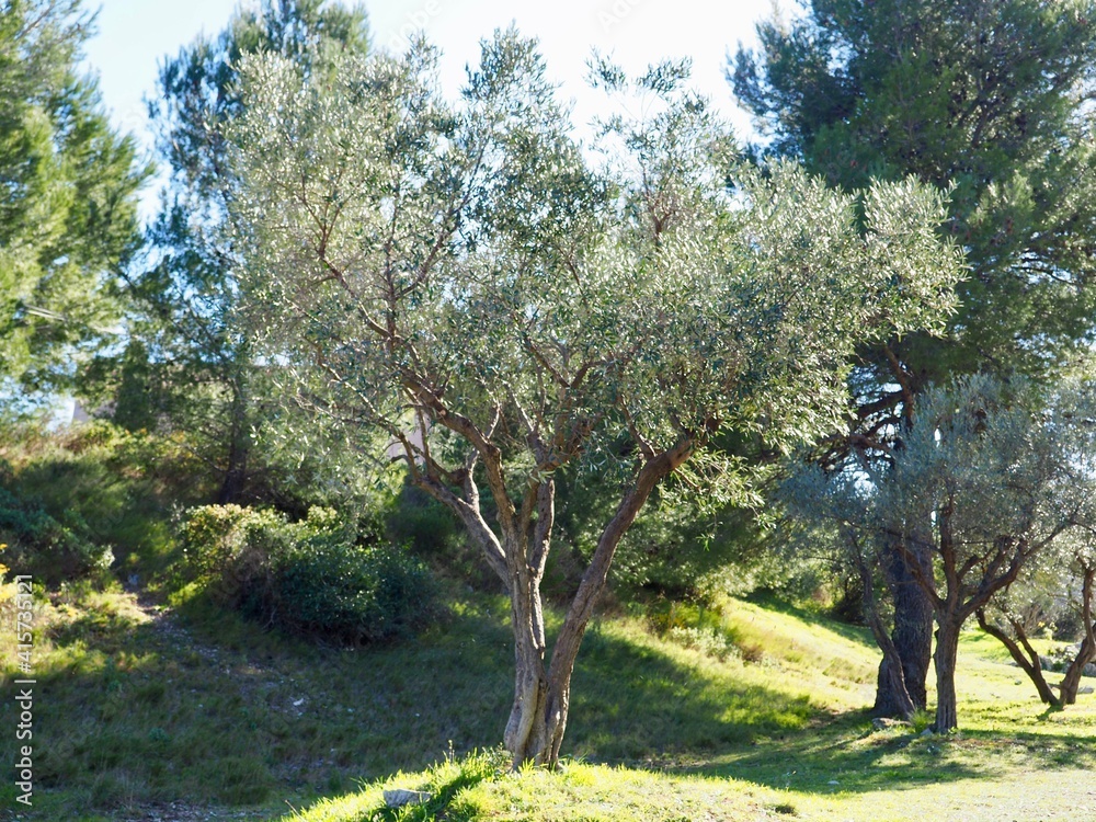 Obraz premium Olivier nature Provence 
