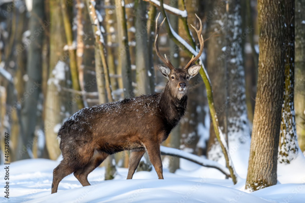 Roe deer in the winter forest. Animal in natural habitat