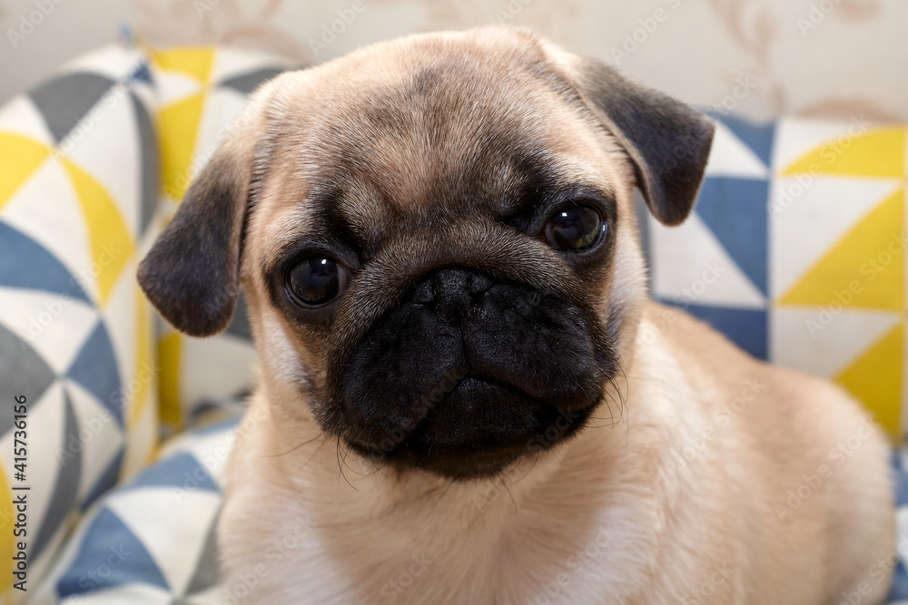 A puppy of a pug dog named Cupcake.