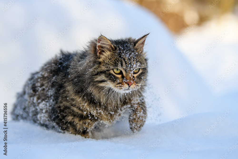 Cat walking in the snow in winter