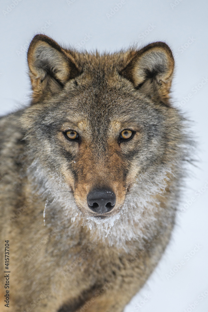 Fototapeta premium Close up portrait wolf in winter forest background