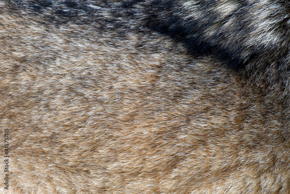 Real texture of silver wolf fur