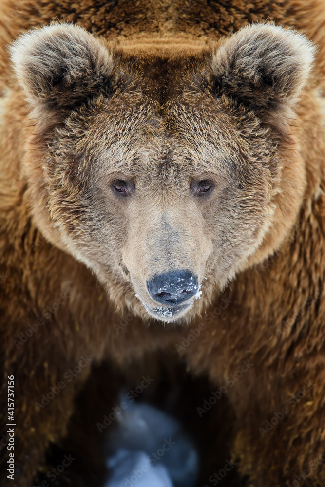 Wild adult Brown Bear (Ursus Arctos) in the winter forest. Dangerous animal in natural habitat