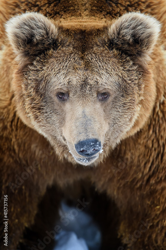 Wild adult Brown Bear (Ursus Arctos) in the winter forest. Dangerous animal in natural habitat © byrdyak
