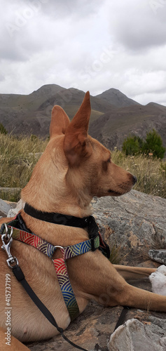 dog lying on the stones of a mountain looking at the landscape 