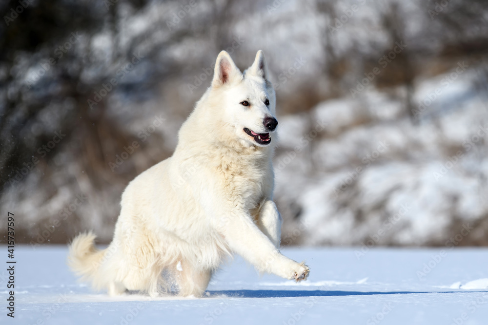 White Swiss Shepherd dog running on snow White Swiss Shepherd dog running on snow