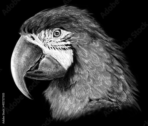 Monochrome portrait of a parrot isolated on black background. Hand drawing sketch
