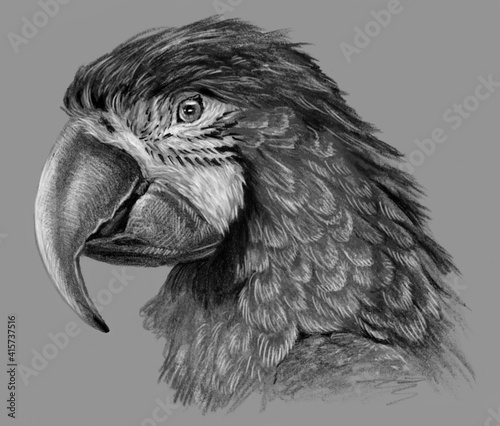 Monochrome portrait of a parrot isolated on gray background. Hand drawing sketch