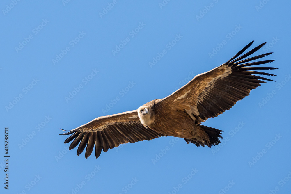 Griffon vulture in flight in the sky of Provence, France Griffon vulture in flight in the sky of Provence, France