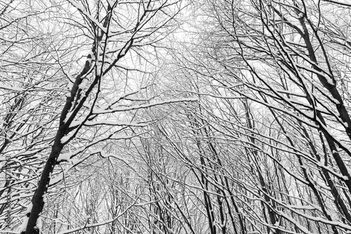 treetops in the snow