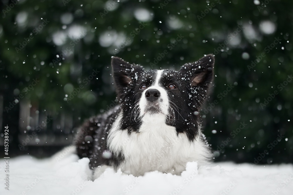 Close up of Lying Border Collie in the Snow. Adorable Black and White Dog in Winter Garden during Snowfall.