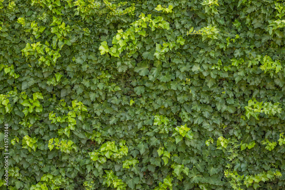 Vine creeping over a a wall creating beautiful leaves texture