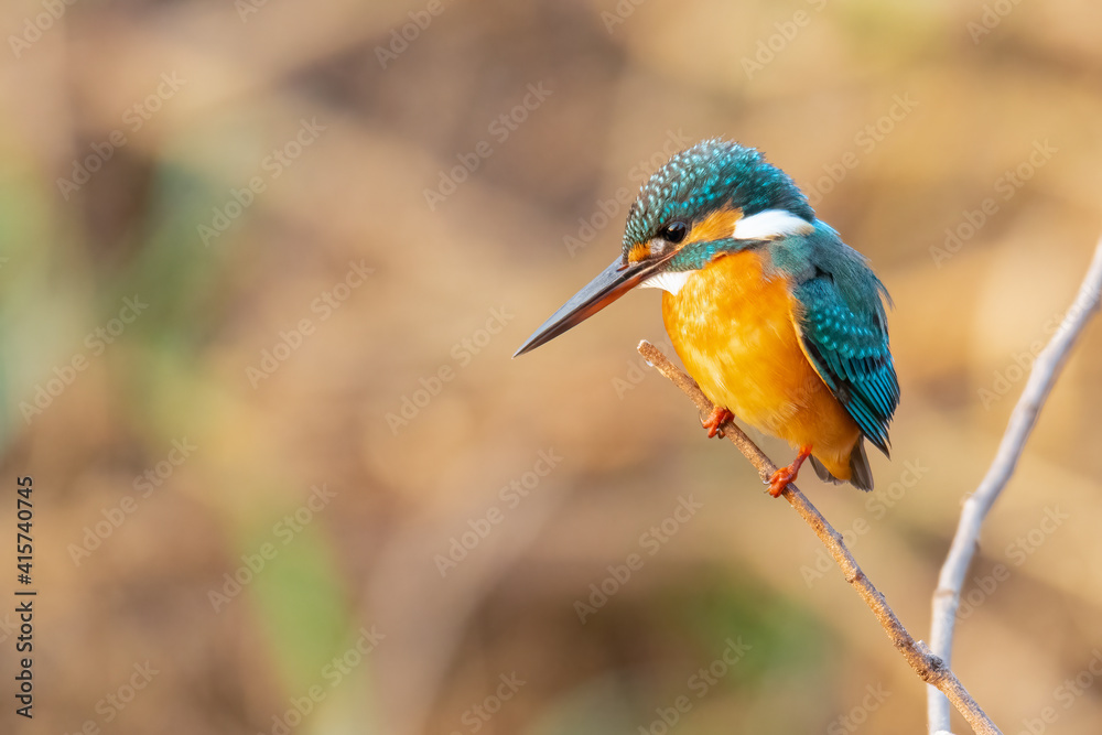 Fototapeta premium Common Kingfisher perching on a perch
