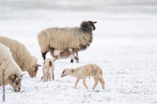 Flock of white sheep with lambs, eating grass covered with snow. Winter on the farm, Selective focus, blur