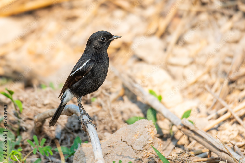 Pied Bushchat perching on a perch Pied Bushchat perching on a perch