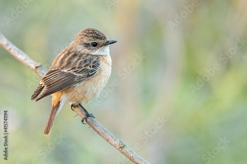 Eastern Stonechat perching on a perch