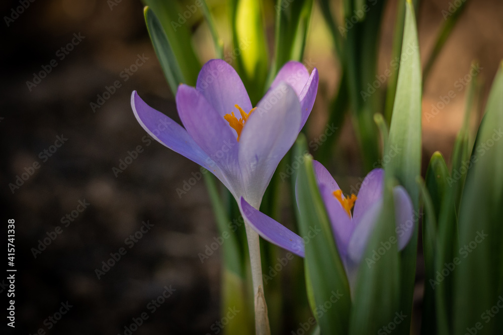 Fototapeta premium Violette Krokus Blume