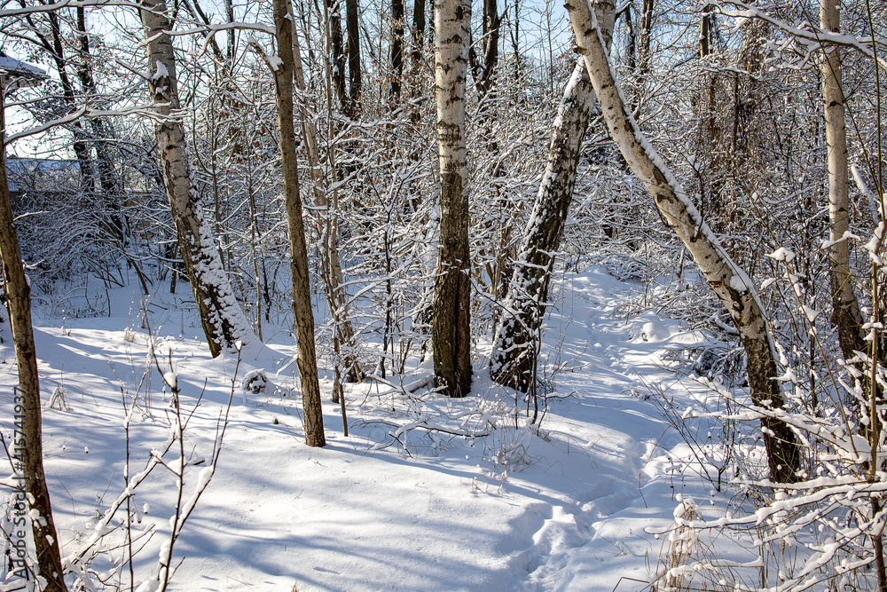  winter landscape with a forest road among snow-covered trees on a sunny day in Poland