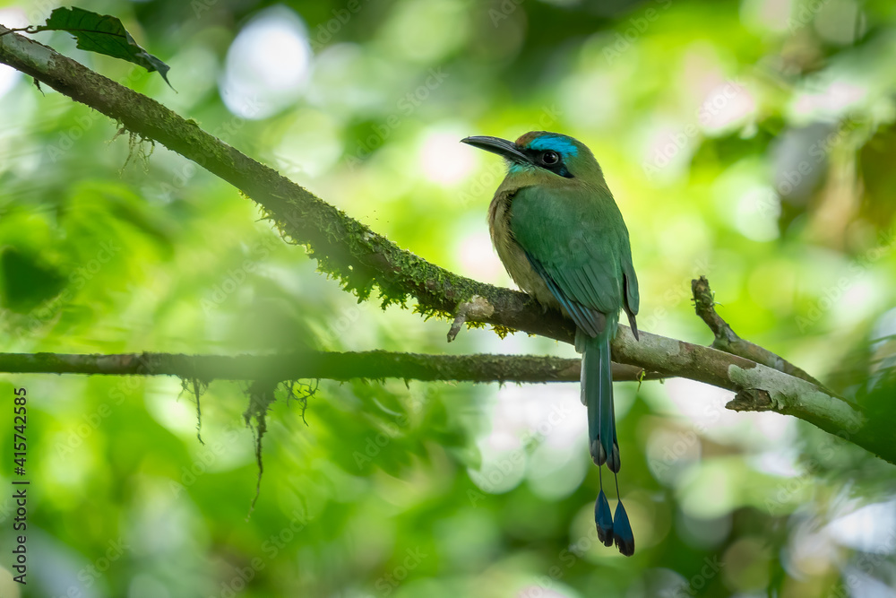 Turquoise-browed motmot - Eumomota superciliosa also Torogoz, colourful tropical bird Momotidae with long tail, Central America from south-east Mexico to Costa Rica Turquoise-browed motmot - Eumomota superciliosa also Torogoz, colourful tropical bird Momotidae with long tail, Central America from south-east Mexico to Costa Rica