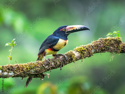Fiery-billed Aracari - Pteroglossus frantzii is a toucan, a near-passerine bird. It breeds only on the Pacific slopes of southern Costa Rica and western Panama © vaclav