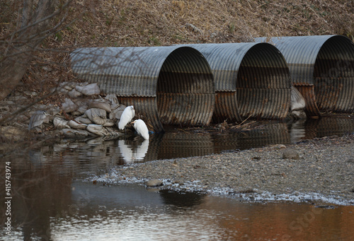 A couple of white herons and another heron which triangle relations. photo