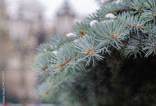 Christmas tree. Pine branch. Spruce. Pine cones. Needles.