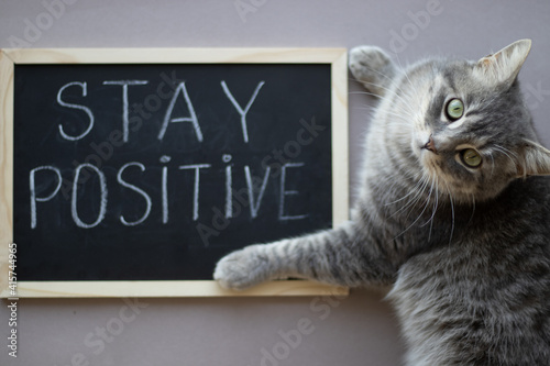 Gray cat with a chalkboard with a stay positive sign. Motivation words