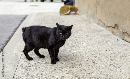 Black cat on street © celiafoto