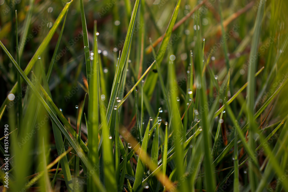 dew on grass. Moody morning photogrpahy dew on grass. Moody morning photogrpahy
