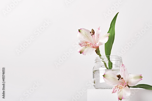 Fototapeta Naklejka Na Ścianę i Meble -  Beautiful white flowers in glass jar on white podium. Spring fragrances concept, minimal style, low angle