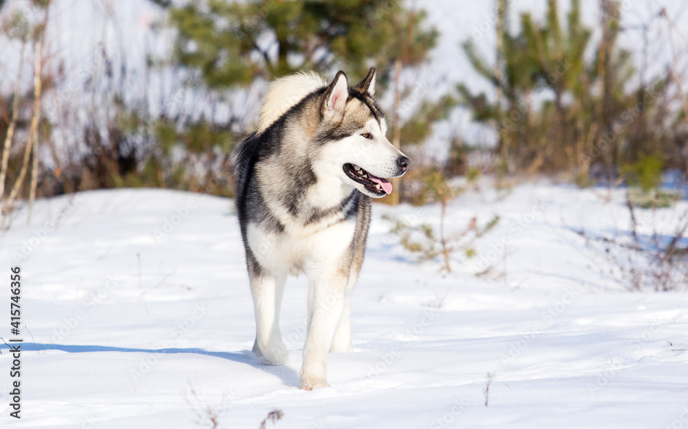 dog malamute on a winter walk