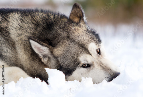 dog malamute in the snow in winter