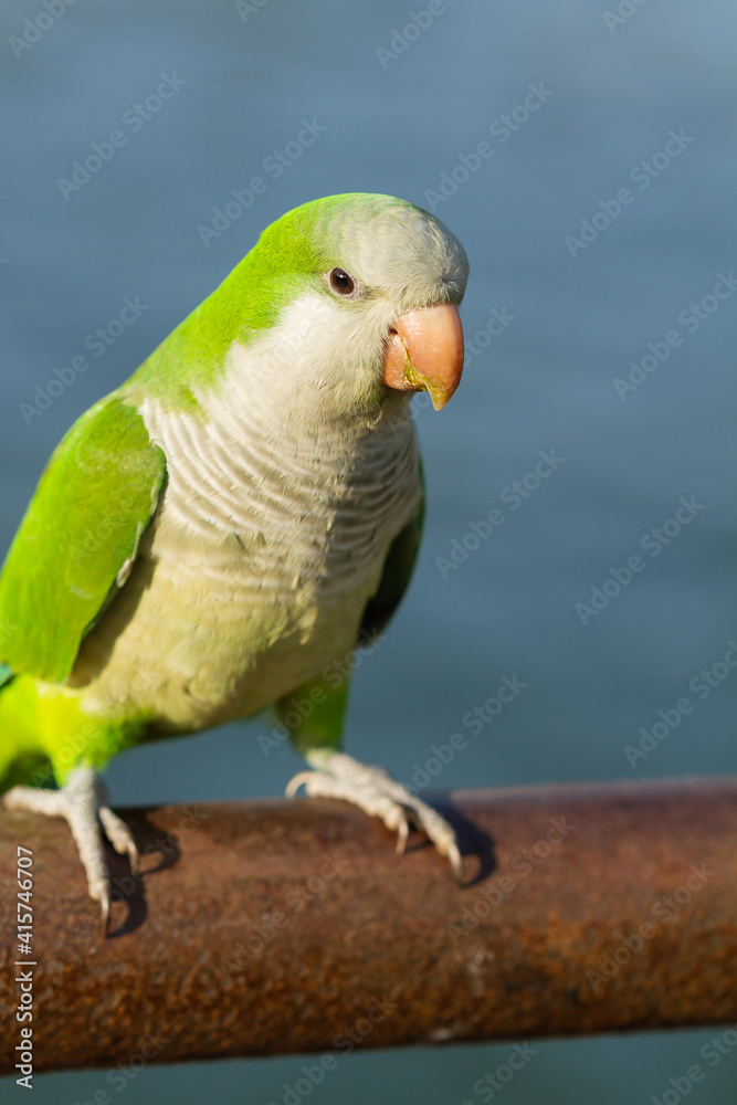 Monk parakeet (Myiopsitta monachus), green and grey parakeet