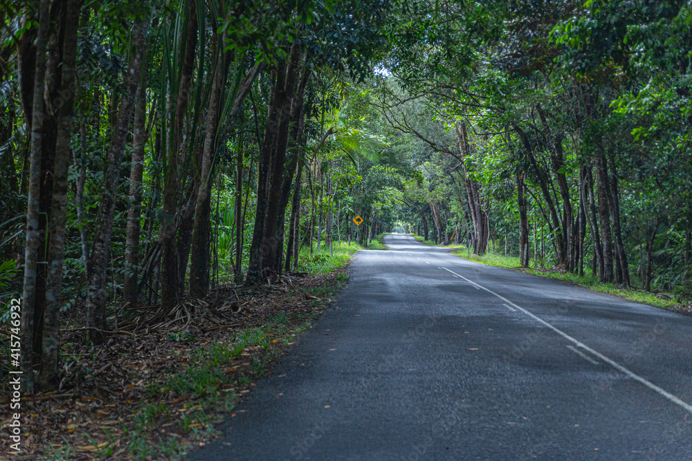 In the jungle of Daintree National Park in Queensland, Australia