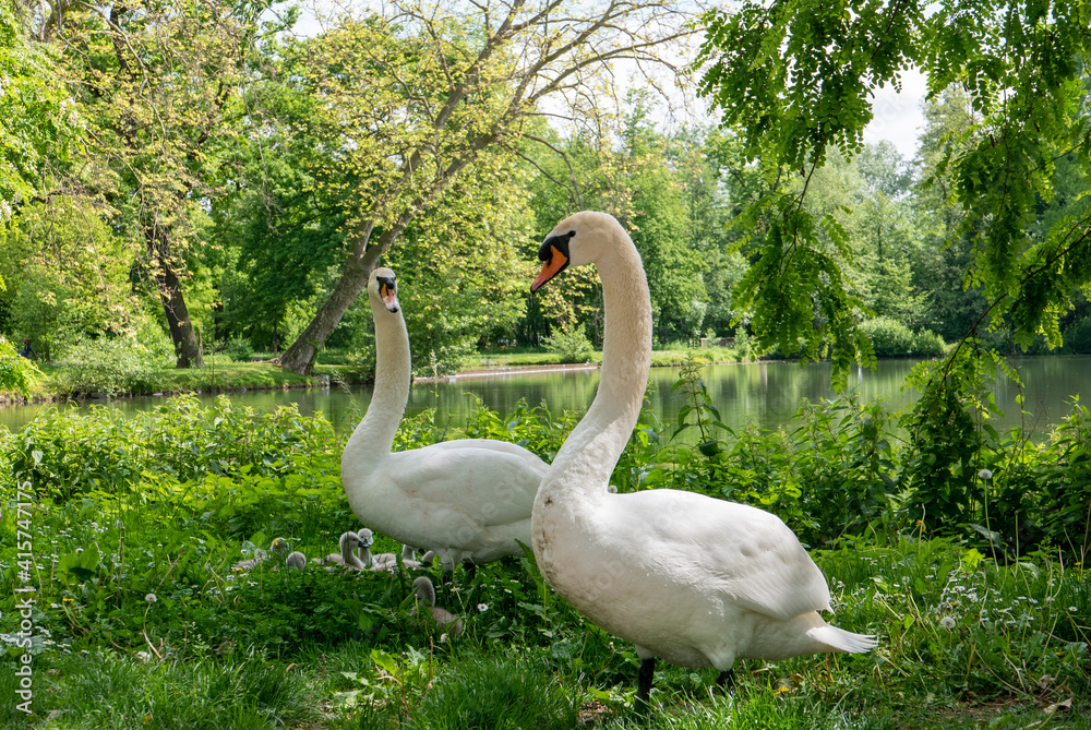 Obraz premium Couple de cygnes au bord d'un lac