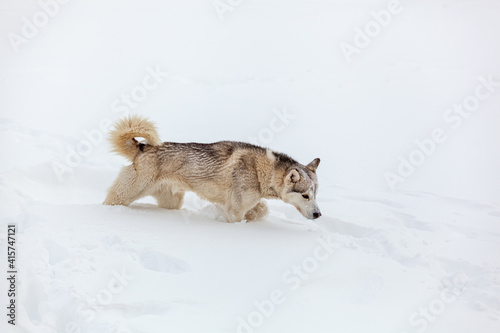 Young Siberian husky dog runs and has fun in deep snow after a h © perfectlab