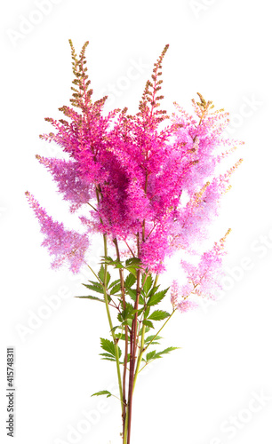 Astilba bouquet isolated