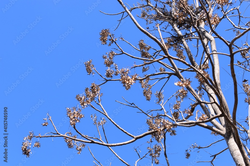 trees branches against a blue sky on a beautiful sunny day trees branches against a blue sky on a beautiful sunny day