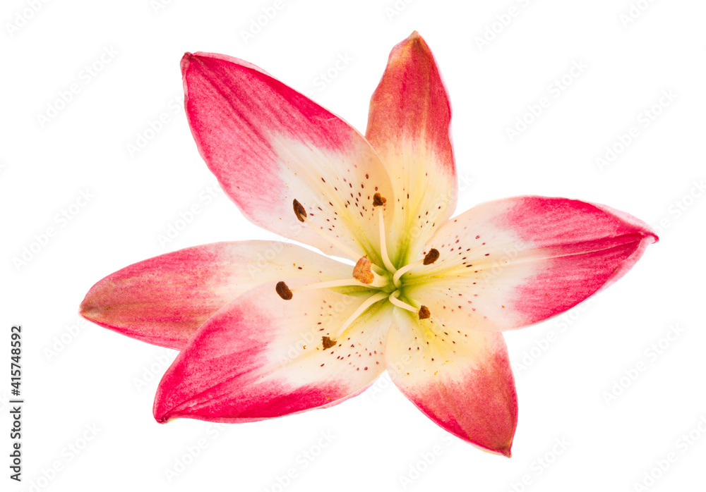 lily flower isolated