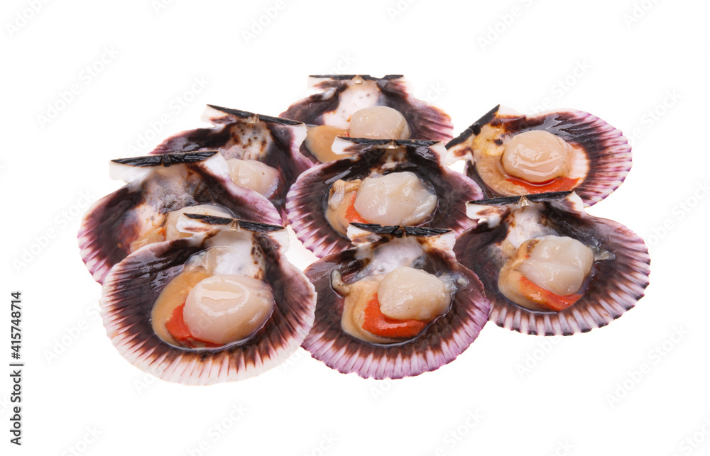 scallops in shells isolated