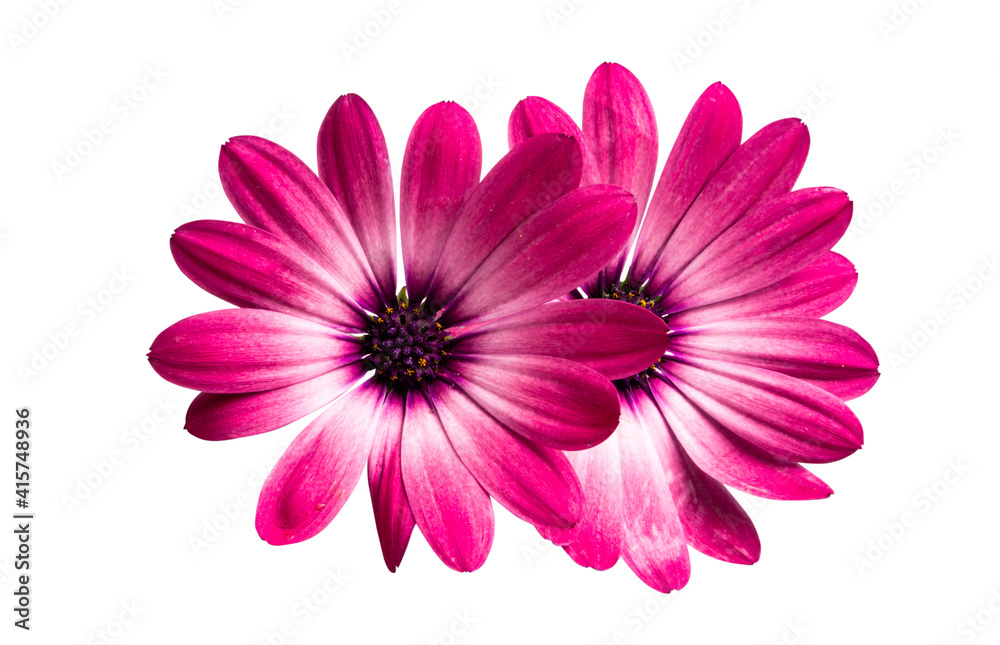 Osteospermum Daisy or Cape Daisy Flower Isolated over White Background. Osteospermum Daisy or Cape Daisy Flower Isolated over White Background.