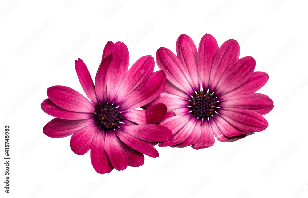 Osteospermum Daisy or Cape Daisy Flower Isolated over White Background.