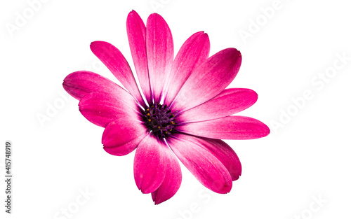 Osteospermum Daisy or Cape Daisy Flower Isolated over White Background.