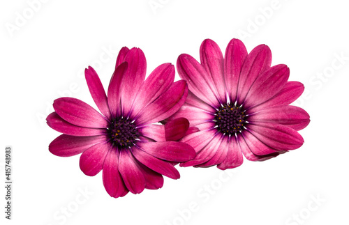 Osteospermum Daisy or Cape Daisy Flower Isolated over White Background.