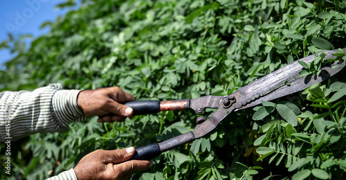 A gardener in the garden trims the leaves of trees with large metal shears.