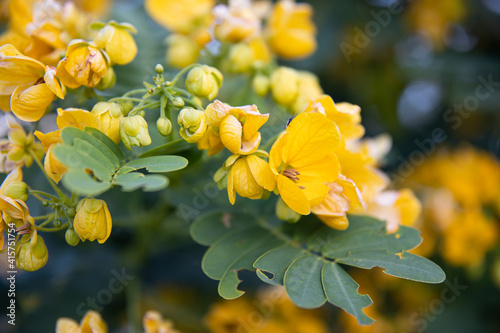 Small yellow flowers senna polyphylla desert cassia. photo