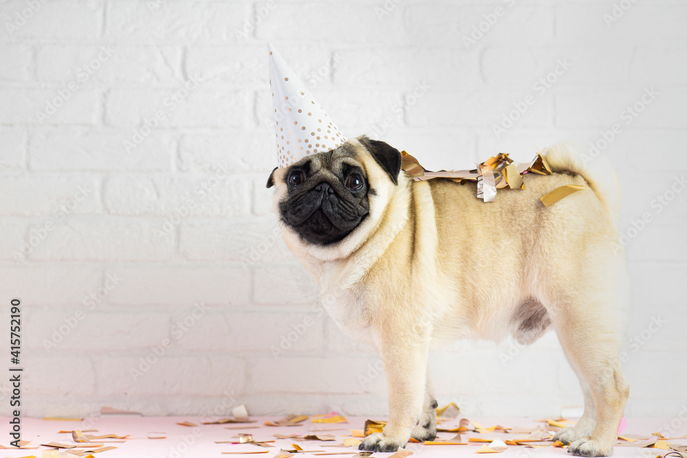 Funny smiling pug dog on birthday party . background with confetti , copy spase . Advertising concept. Funny smiling pug dog on birthday party . background with confetti , copy spase . Advertising concept.