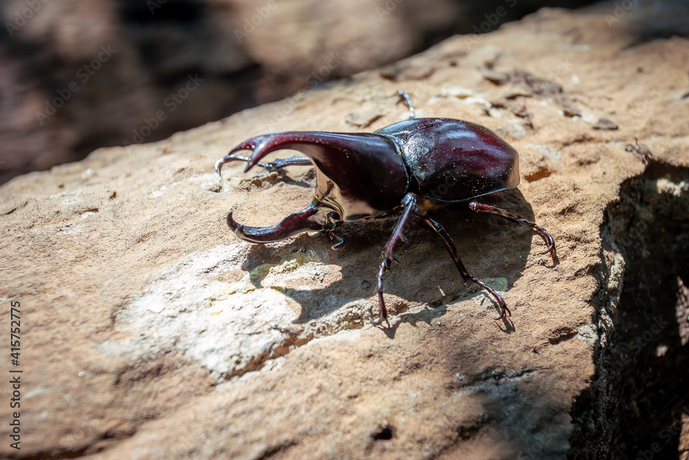 A large beetle on a log, a beautiful horned beetle perched on a tree, looks natural.