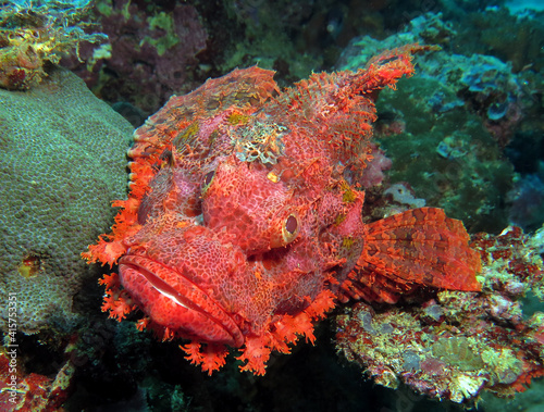 Front view of a Bearded Scorpionfish resting on corals Boracay Philippines  