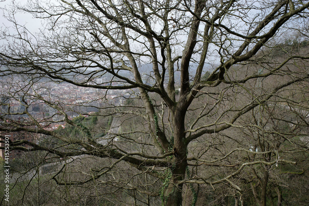 Tree in a forest Tree in a forest